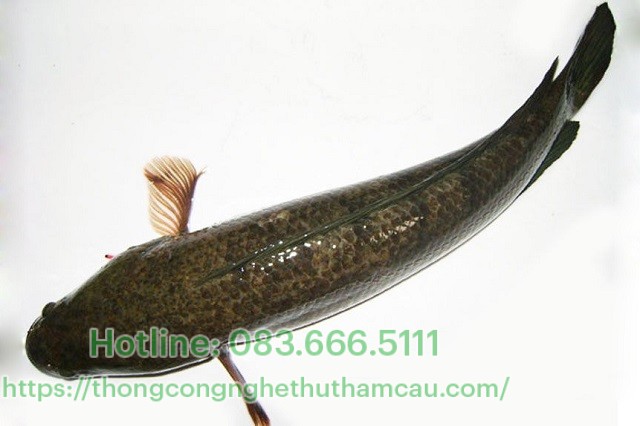 Thông tắc bằng cá lóc